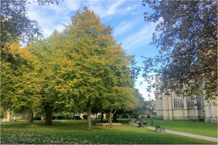 Trees in Dean’s Park, behind the minster